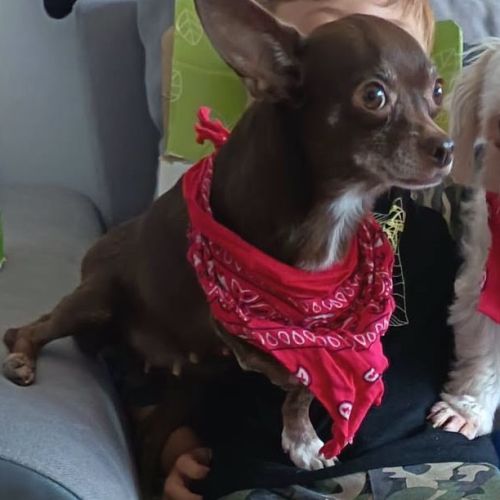 Tuli, femelle chihuahua de 5 ans #5
