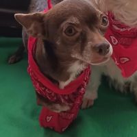 Tuli, femelle chihuahua de 5 ans #1