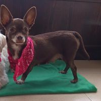 Tuli, femelle chihuahua de 5 ans #3