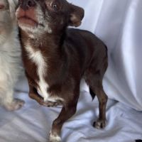 Tuli, femelle chihuahua de 5 ans #4