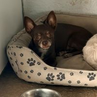 Tuli, femelle chihuahua de 5 ans