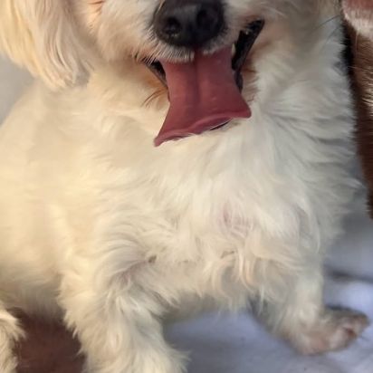 Pirata, bichon maltais de 5 ans #1