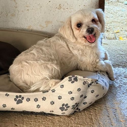 Pirata, bichon maltais de 5 ans #2