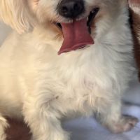 Pirata, bichon maltais de 5 ans #1