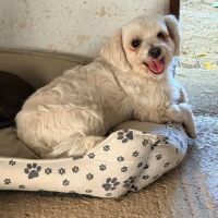 Pirata, bichon maltais de 5 ans #2