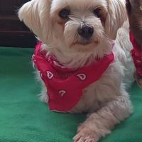 Pirata, bichon maltais de 5 ans