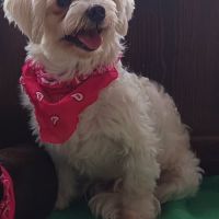 Pirata, bichon maltais de 5 ans #4