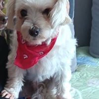 Pirata, bichon maltais de 5 ans #5
