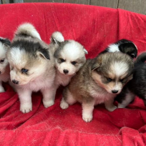 Chiot pomsky f3 #2