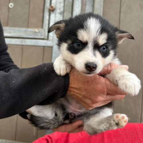 Chiot pomsky f3 #3
