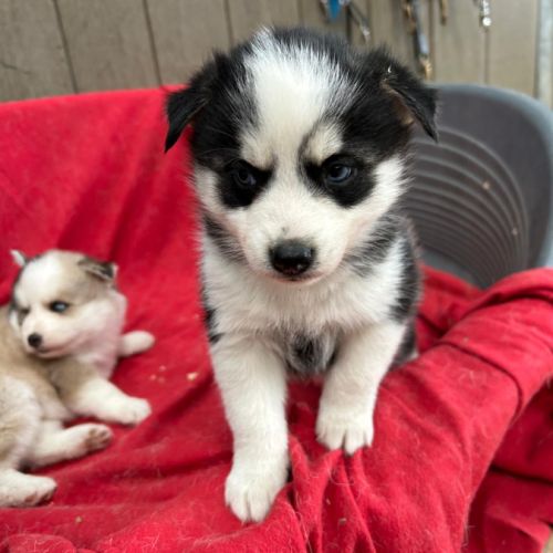 Chiot pomsky f3 #4