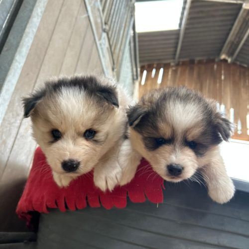 Chiot pomsky f3 #5