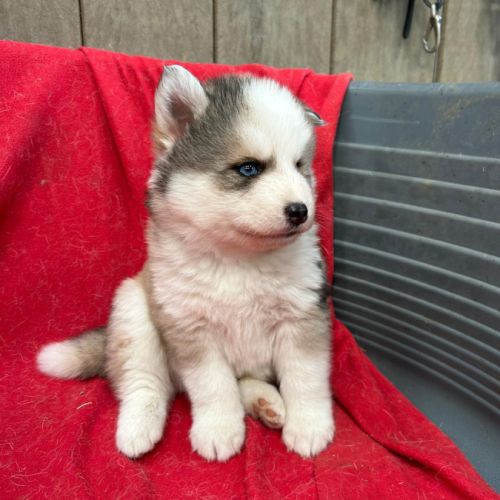 Chiot pomsky f3 #8