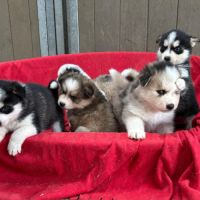 Chiot pomsky f3 #0