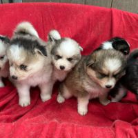 Chiot pomsky f3 #2