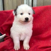 Chiot pomsky f3 #6