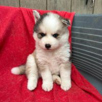 Chiot pomsky f3 #7
