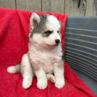 Chiot pomsky f3 #8