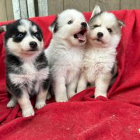 Chiot pomsky f3 #9