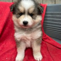 Chiot pomsky f3 #10