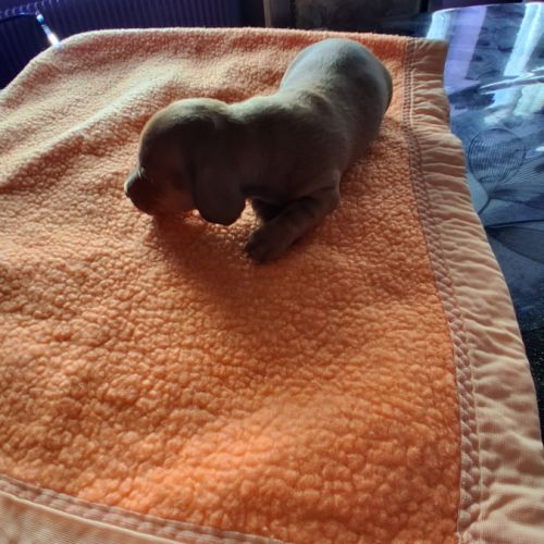 Chiots teckel nains poils ras non lof #1