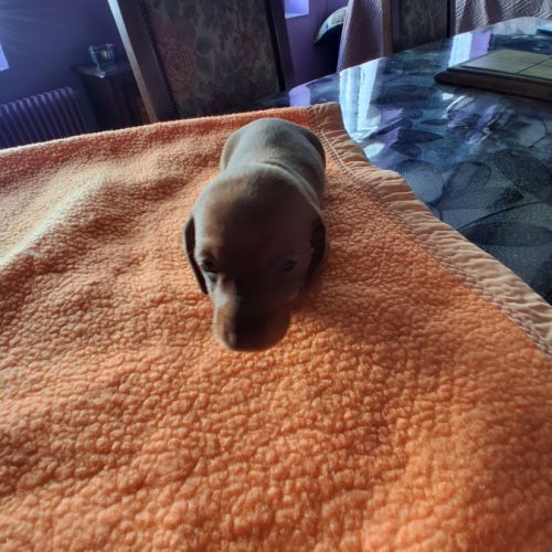 Chiots teckel nains poils ras non lof #2