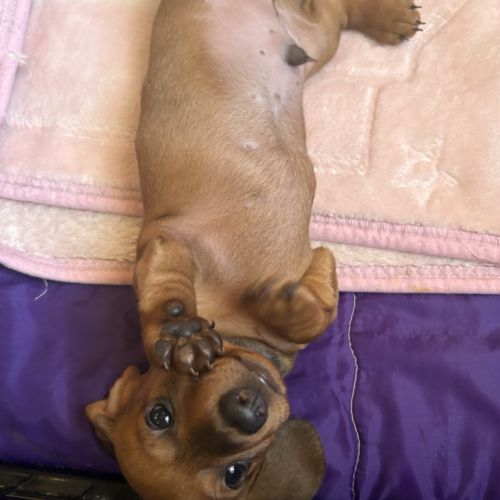 Chiots teckel nains poils ras non lof #0