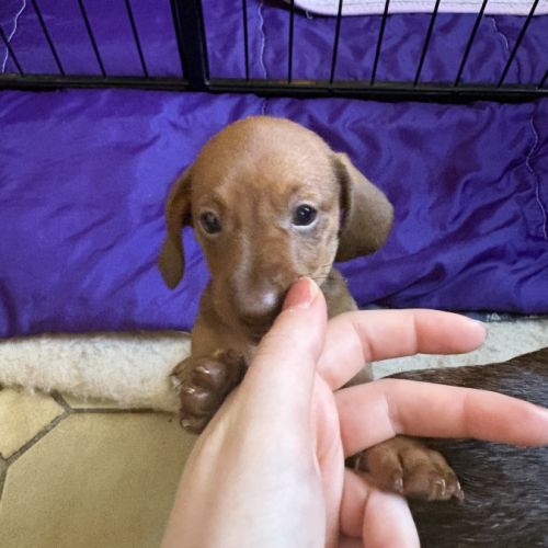Chiots teckel nains poils ras non lof #7