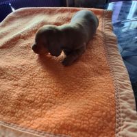 Chiots teckel nains poils ras non lof #1