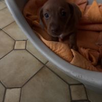 Chiots teckel nains poils ras non lof #3