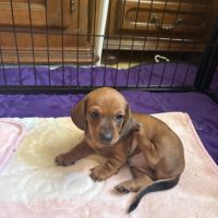 Chiots teckel nains poils ras non lof #6