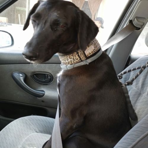 Yeni, petite chienne de 2 ans et demi #1