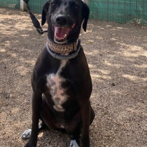 Yeni, petite chienne de 2 ans et demi #3
