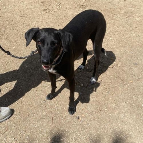 Yeni, petite chienne de 2 ans et demi #4