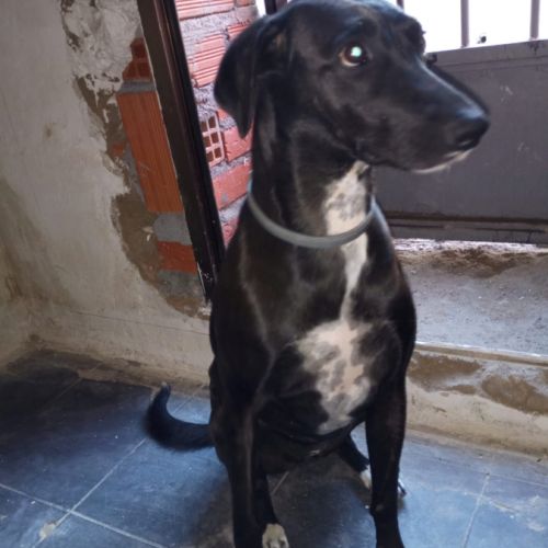 Yeni, petite chienne de 2 ans et demi #5