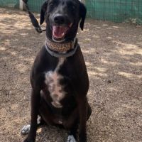 Yeni, petite chienne de 2 ans et demi #3