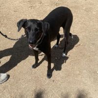Yeni, petite chienne de 2 ans et demi #4
