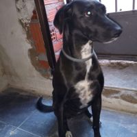 Yeni, petite chienne de 2 ans et demi #5