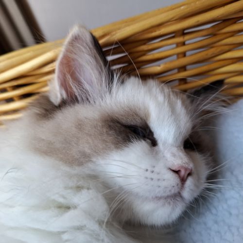 2 chatonnes ragdoll #2