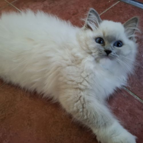 2 chatonnes ragdoll