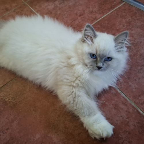 2 chatonnes ragdoll #5