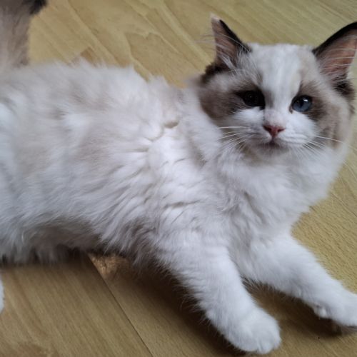 2 chatonnes ragdoll #7