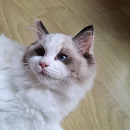 2 chatonnes ragdoll #8