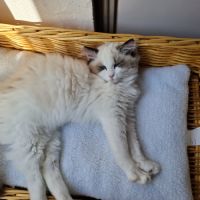 2 chatonnes ragdoll #1