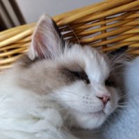 2 chatonnes ragdoll #2