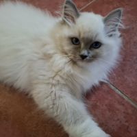 2 chatonnes ragdoll #4