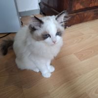 2 chatonnes ragdoll #6