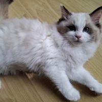 2 chatonnes ragdoll #7