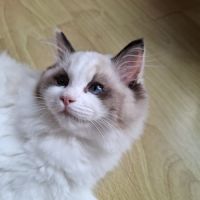 2 chatonnes ragdoll #8