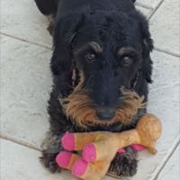 A reserver teckels nain poil dur lof #7